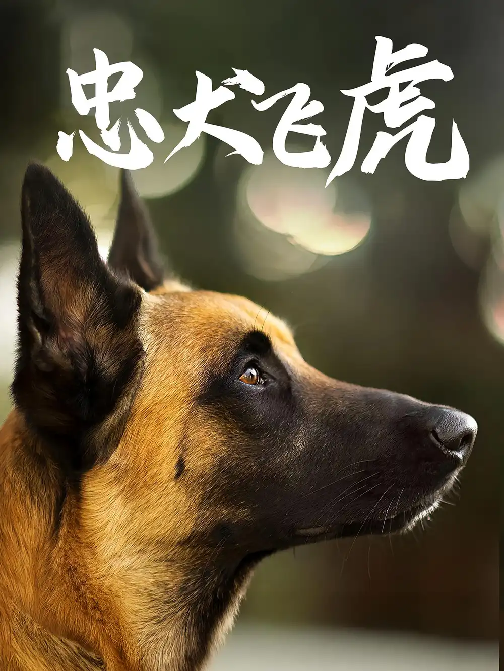 《忠犬飛虎（33集）吳桂洲&譚鎂綸》全集免費(fèi)觀看