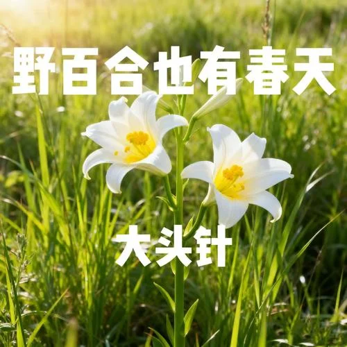 野百合也有春天-大头钉