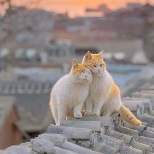 库里之歌 (小八版)-Pao7oO