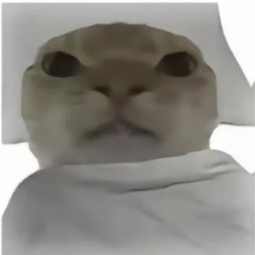 哈基米起床-秃头少女