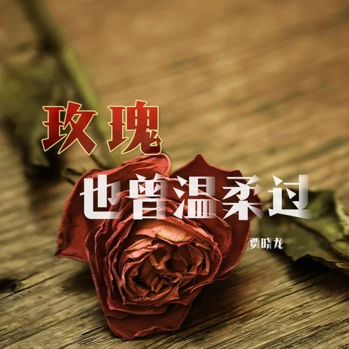 玫瑰也曾温柔过-贾晓龙