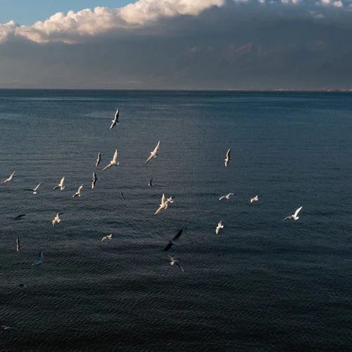 Nocturne (Phonk版)-TKRJY