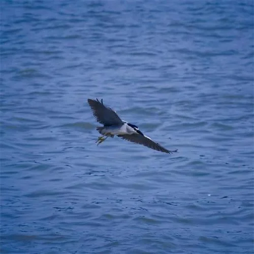 Yeminler Ediyorum-Rido