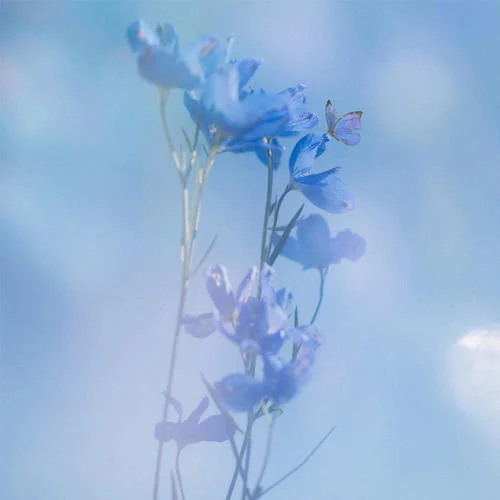 花曇り-佐藤千亜妃