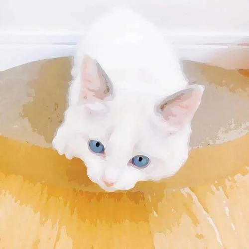 坠落星空-小星星Aurora