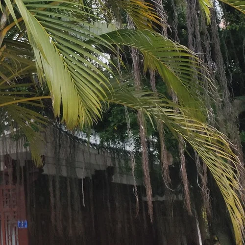 快樂口哨-Ben Mooter