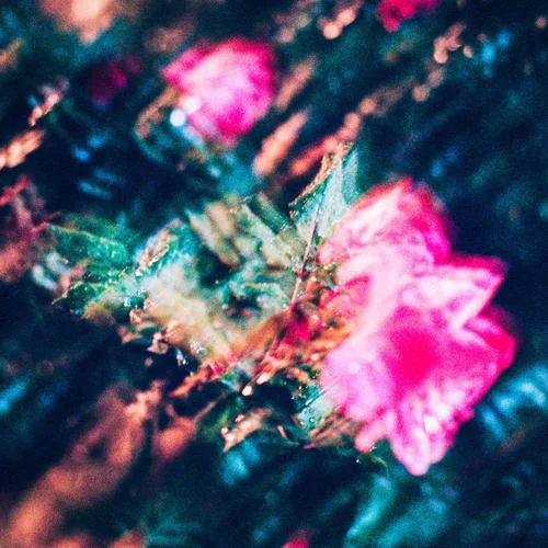 Fruit Flies-Colander