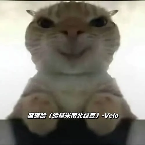 藍(lán)蓮哈 (哈基米南北綠豆)-Velo