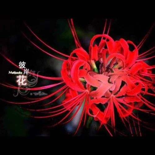 你把我拉黑 你把我刪除(女聲版)-9點(diǎn)