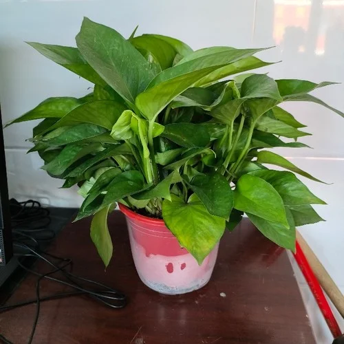 姑蘇行 (笛子版)-葉小丹