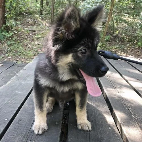 泪的告白 (cover: 吉田亚纪子)-小羊