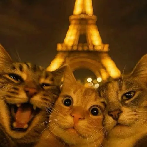 粉红色的基米(哈基米)-哈基米.