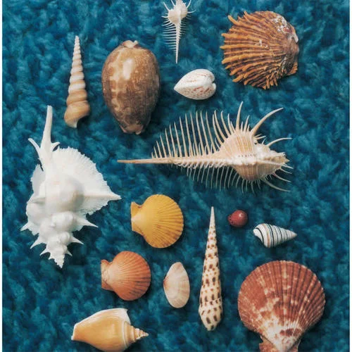 ロビンソン-Spitz