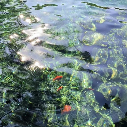 西湖水(wilderness beat)-Knorr