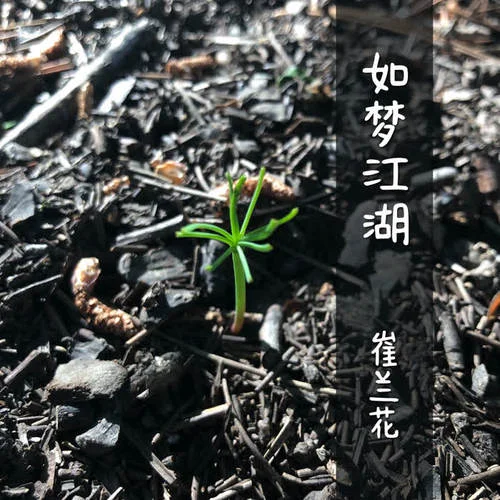 如夢(mèng)江湖-崔蘭花