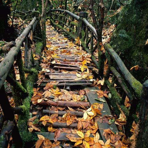 你問我這世界最后的真愛在哪里-劉婕莉