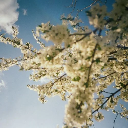 Луги-SadSvit&Do Sliz