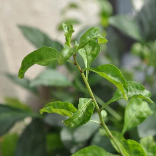 天真的橡皮(DJ版)-唐77