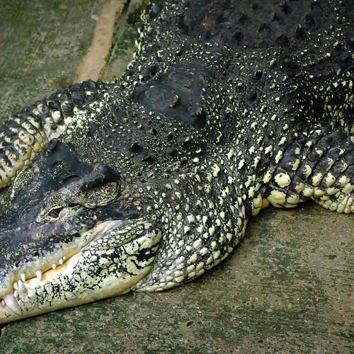 西海情歌-謝曉琪