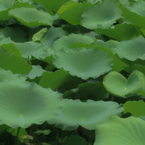 为何不能在一起-钟离妹