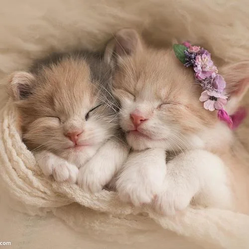 張碧晨 – 她說(shuō) (Live)-美美媽媽