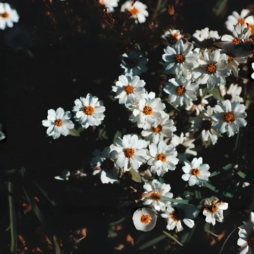 未盡花言 ～  Fading Words-春野杉卉