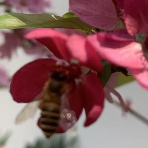 90、放鞭炮聲  春節(jié) 節(jié)日放煙花音效-大燕子飛飛-鹿程有音