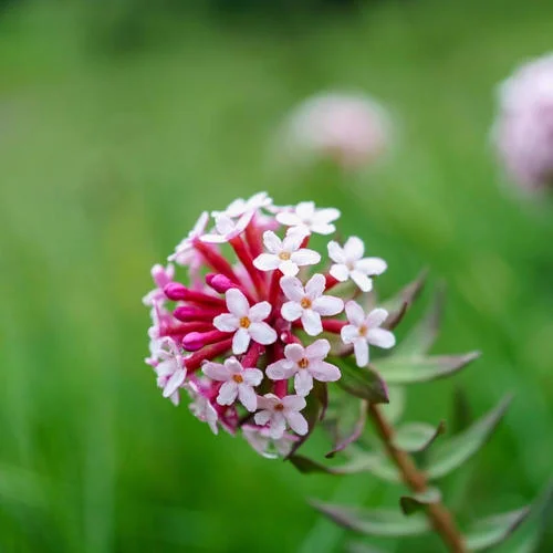 好心腸-青?；▋? src=