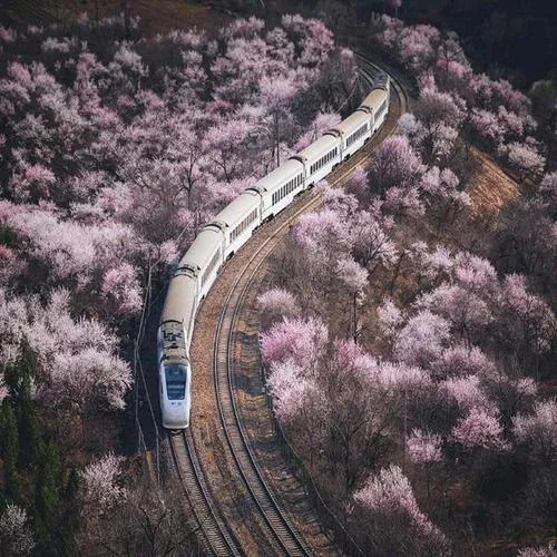 花間游-逆時針向nszx