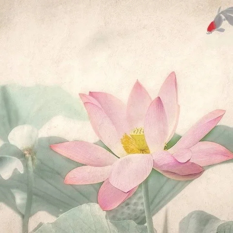 魚戲蓮葉間-淋淋一韓王