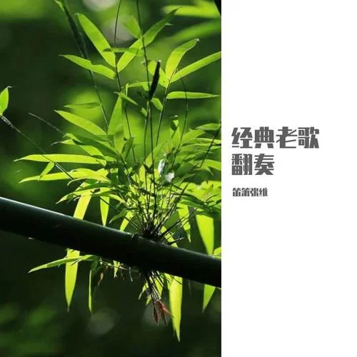 看我躍馬揚(yáng)鞭 (竹笛版)-笛簫張維