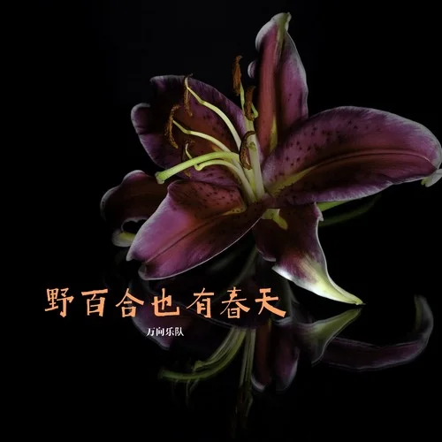 野百合也有春天 (万向乐队版)-万向乐队