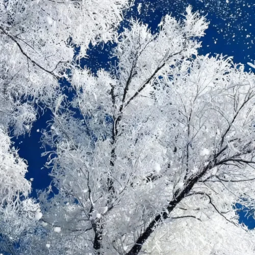 七月七日晴（忽然下起了大雪）-大头针