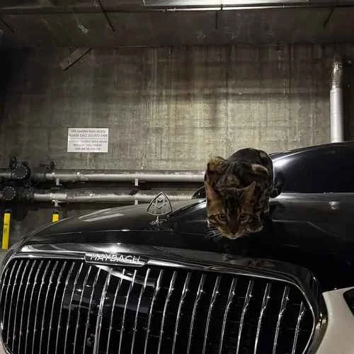 VAPO DO VAPO（顆秒小曲）-流行陣地