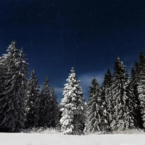 Starry Winter-Dennis Kuo