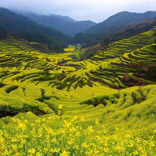 日出晨安-暗夜讀者