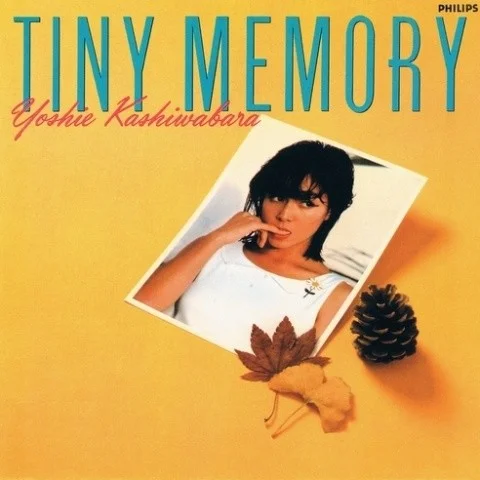 白い花-柏原芳恵