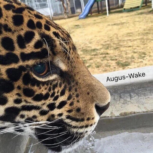 Take me hand(抖音原版)-Augus