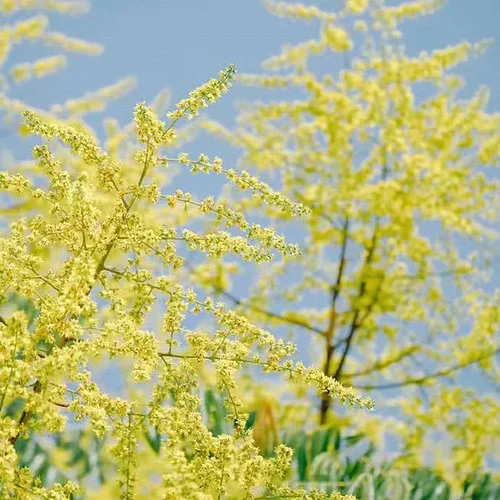 唱支山歌給黨聽 (舒緩輕音樂)-莫抱琴