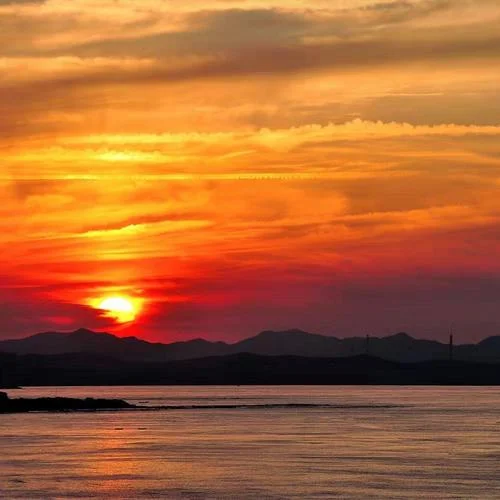 If I were a Bird-茂林修竹