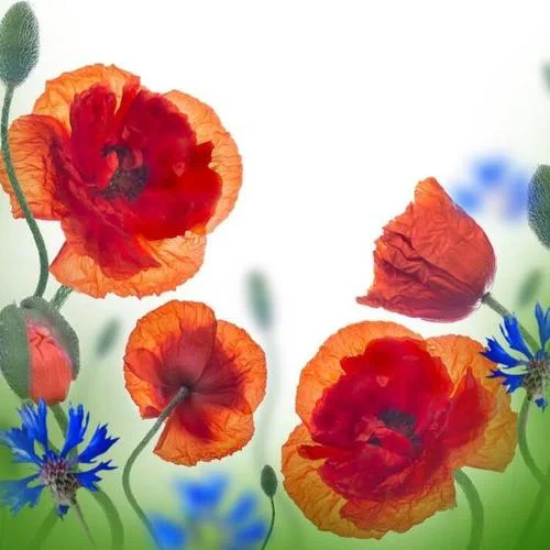 永遠(yuǎn)同在(記憶猶新)-木村 弓