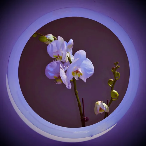 蝴蝶-撬鎖老羊LeO