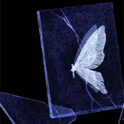 有形的翅膀 (cover: 張韶涵)-小馨飽飽