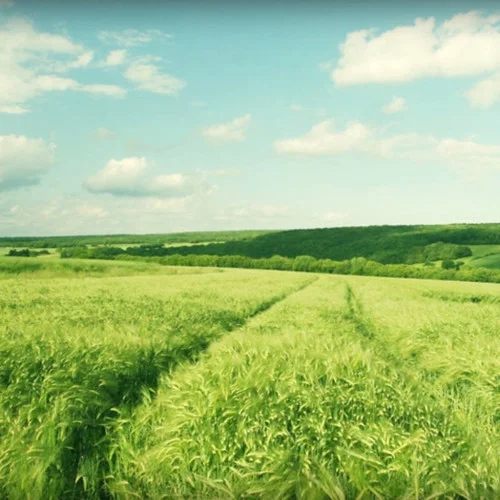 Spring In My Step-Silent Partner