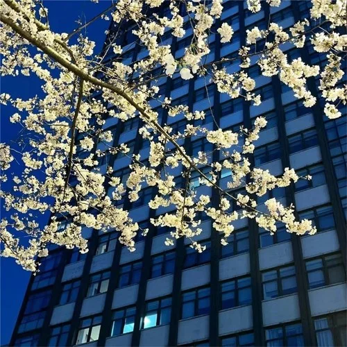 Forest Mixtape (Tsuki)-灵魂配乐师