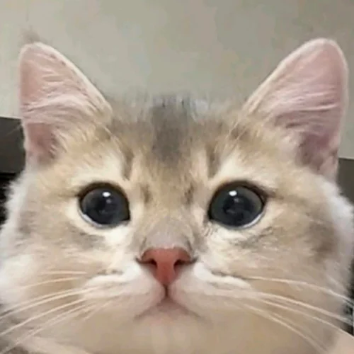 舌尖上的哈基米-NCTYRGG