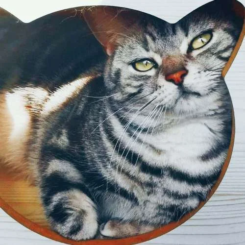 手牽手逛廟會的阿喵們-花飛飛