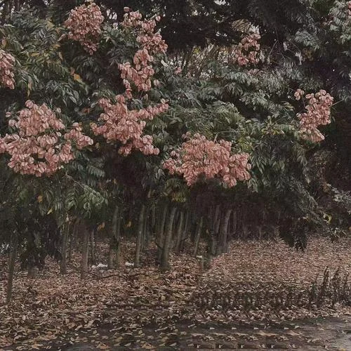 破败花园-吴垚滔（七月的星期七）