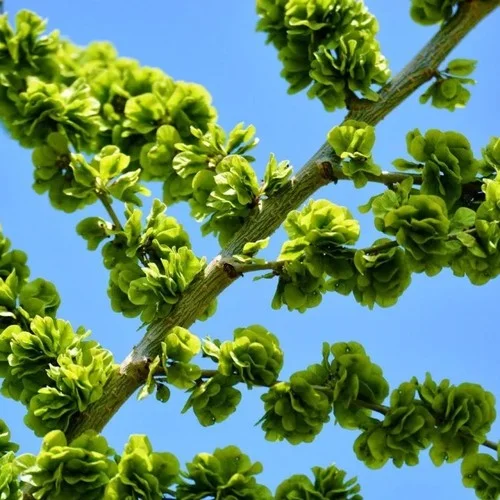 心中的歌兒獻(xiàn)給解放軍(二胡)-葉小丹