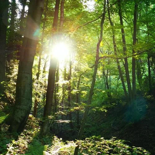 Salvatore (純音樂(lè)治愈長(zhǎng)笛)-靈魂配樂(lè)師